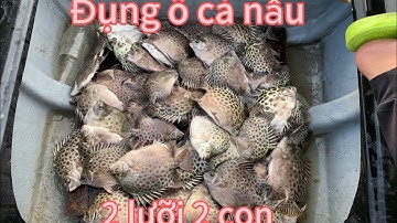 (17) câu cá nâu đụng bầy dựt liên tục 2 lưỡi 2 con " câu 3 tiếng gần 15kg "