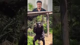 😂😂😂 #monkey #쩐다 #gorilla #쩐다 #휙봐 #funny #휙봐 #باڵەکایەتی #duet #باڵەکایەتی #humor