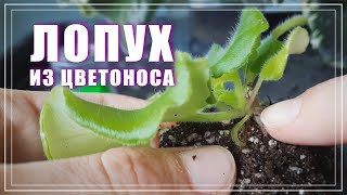 Отделяю пасынок из пазухи цветоноса. Размножение фиалок цветоносом.