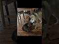 悪魔な仔犬の育児に心が折れたハスキー #husky #シベリアンハスキー