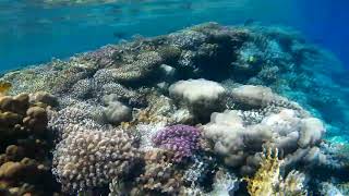 Под красной водой 2 438 Коралловый риф  Dreams Beach Hotel,  Египет, Шарм-Эль-Шейх,  Тауэр Бэй 2023