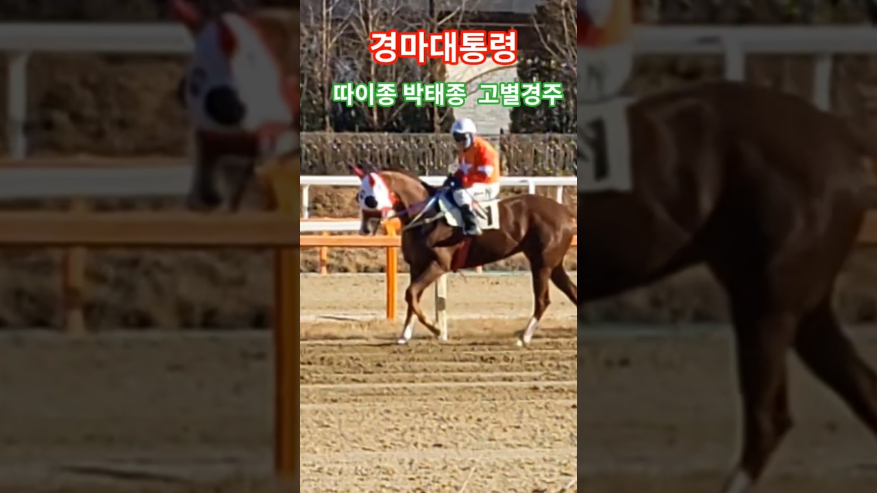 목소리가 범죄도시 초롱이와 똑같아유😂#경마 #말 #응원 #달려라말 #shorts #horse