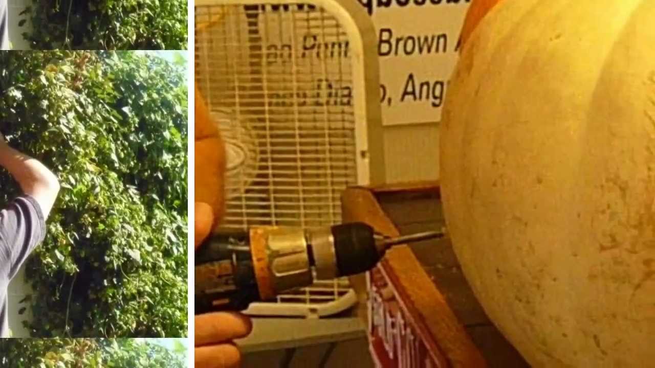 Big Boss Brewing - Hops, Casks, Barrels & Randals