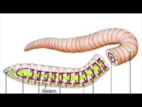 Video: Bagaimana Cacing Tanah Membiak