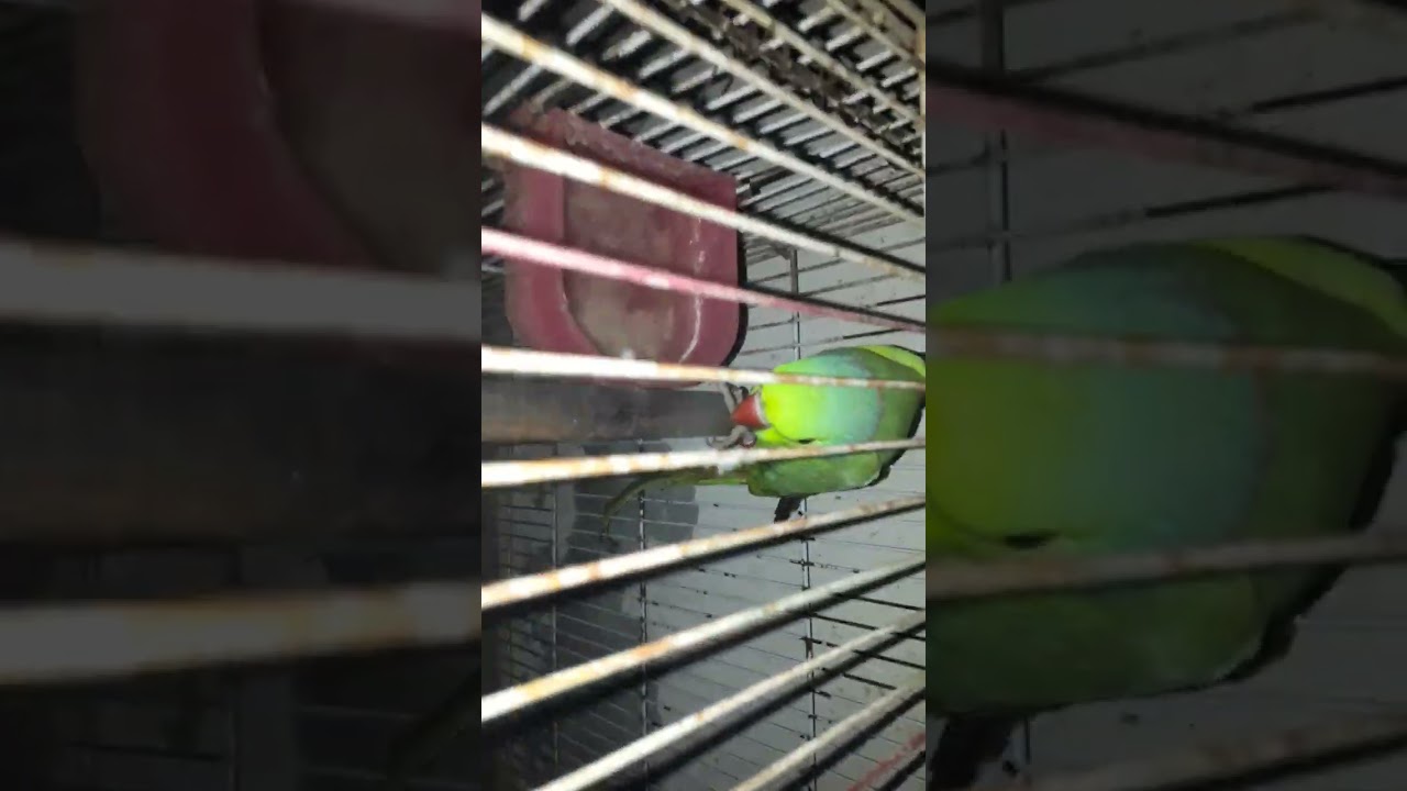 United parats birds with his bady son #song #love #birds #trend #edit #subscribe #viral #view#shots