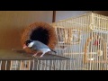 文鳥inココナッツツボ巣(KAWAI)