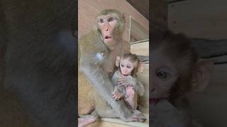 Maa Ka Pyar Never Ends ❤️🐒 | Cute Baby Monkey Feeding #shorts
