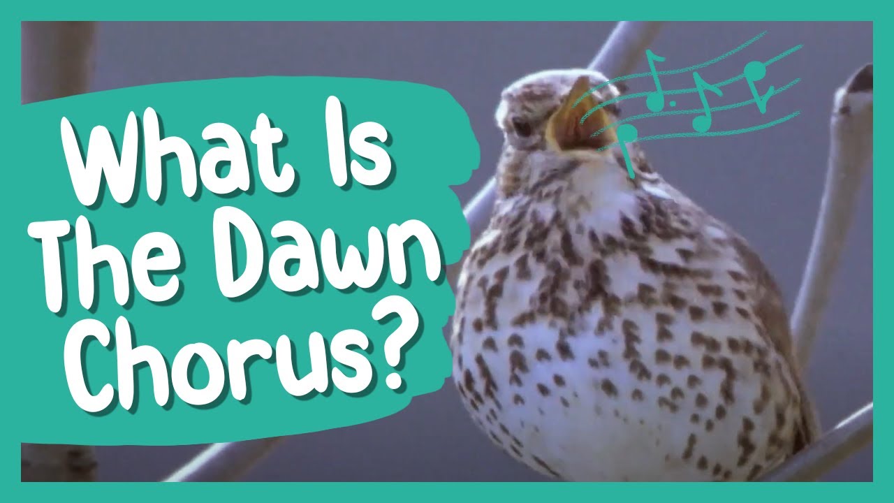 What Is the Dawn Chorus? BBC Earth Kids YouTube