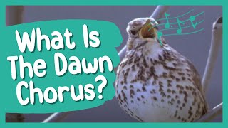 What Is the Dawn Chorus | BBC Earth Kids