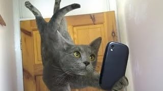 Прикол. Диско коты Прикол. Диско коты