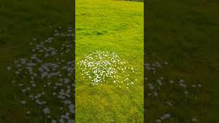 a fairy ring haha 😄