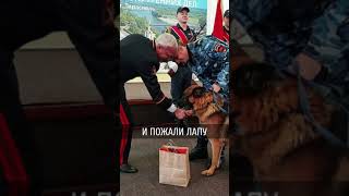 Овчарку, выследившую убийцу, наградил министр внутренних дел Приднестровья