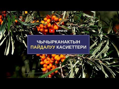 Video: Тоок жүрөктөрүнүн пайдалуу касиеттери