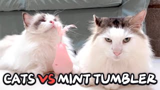 Cats VS Catnip Tumbler | Mypawsntails Funny Cats Video