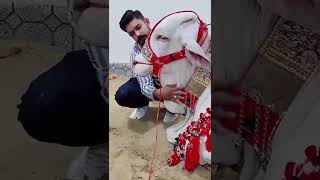 Download Lagu Beautiful Bul MP3