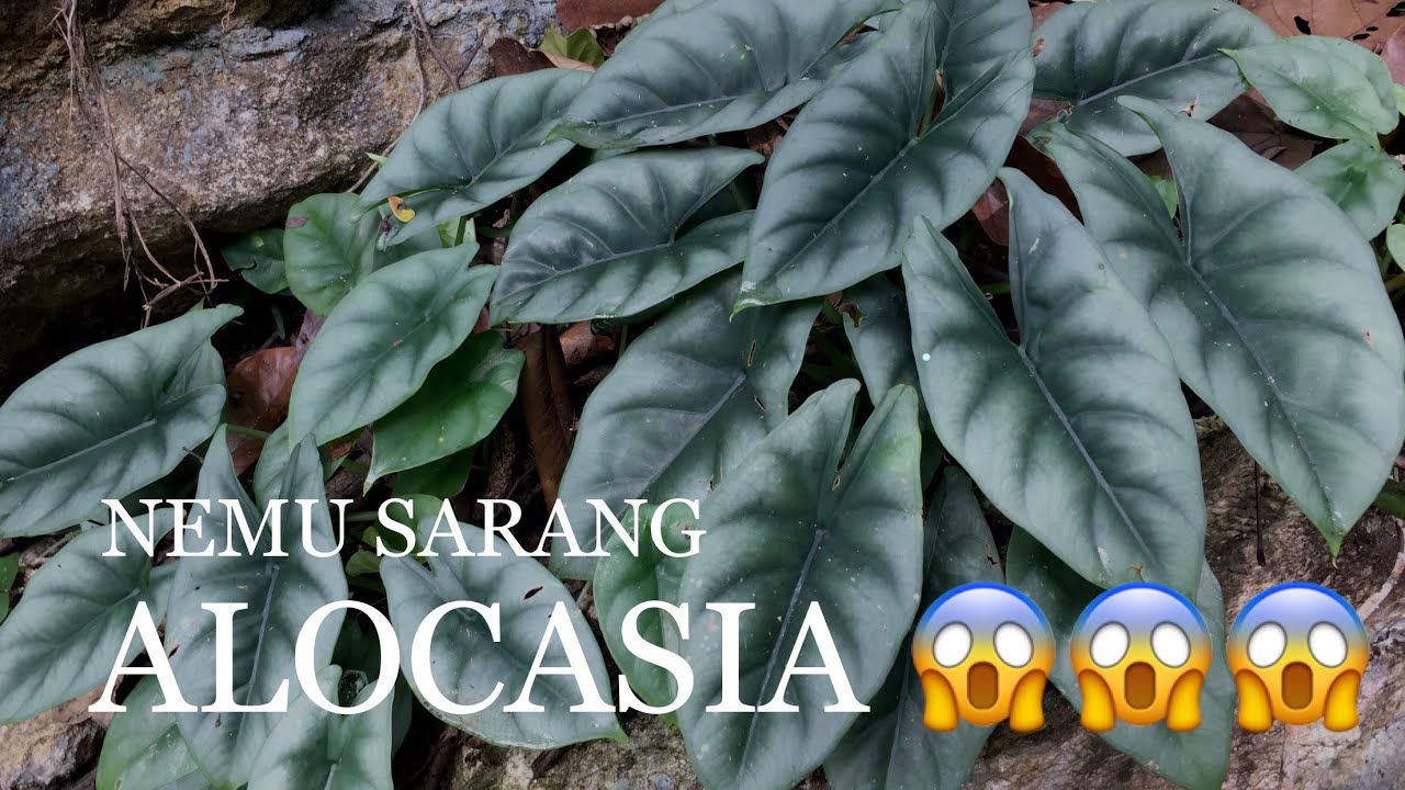 Featured image of post Alocasia Tengkorak Kalimantan Panen bibit alocasia tengkorak hijau dan alocasia silver dari umbi