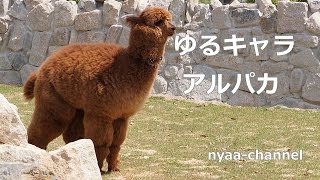 ゆるキャラ アルパカさんの一日 神戸どうぶつ王国 Youtube
