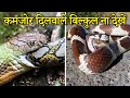 एक सांप ही दूसरे सांप को क्यों खाते है? | Snake Eating Snake Video | Amazing Animal Videos in Hindi