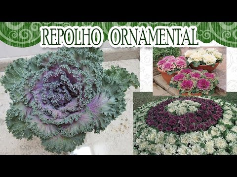 Vamos conhecer o repolho ornamental?