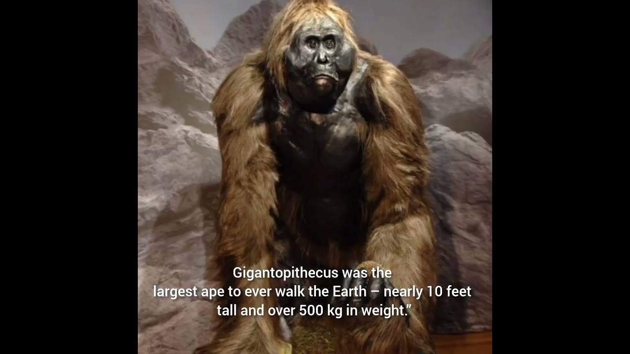 Gigantopithecus🦧| 
