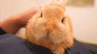 【朗報】一緒に暮らして丸3年初めてお腹の上で寛いでくれました【No.423】