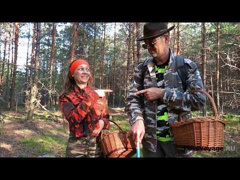 Video: Sianliha Sienillä Hitaassa Liesi