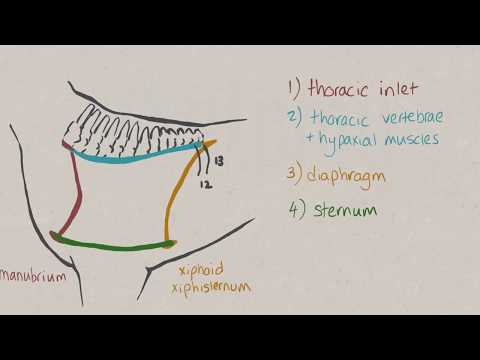 VNatomy - தொராசி குழி