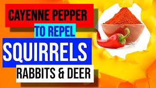 Cayenne Pepper To Repel Squirrels Rabbits And Deer