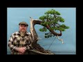 Creating bonsai with yamadori scots pine by graham potter