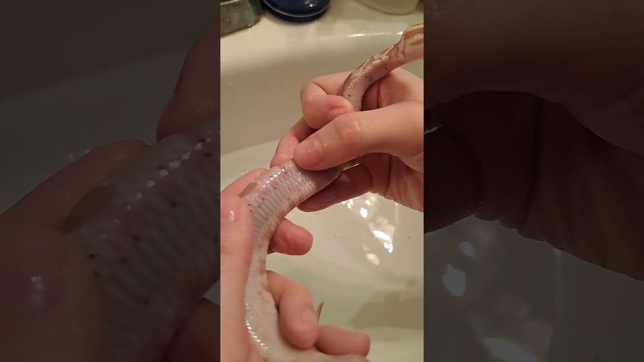 Popping out MITES From My SNAKE (SATISFYING) #shorts #snake
