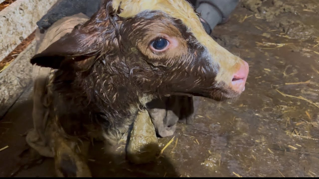 Внезапный ОТЕЛ КОРОВЫ! Мы не ждали, а он появился! 