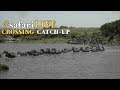 safariLIVE: Migration crossing catch-up July 19 2017