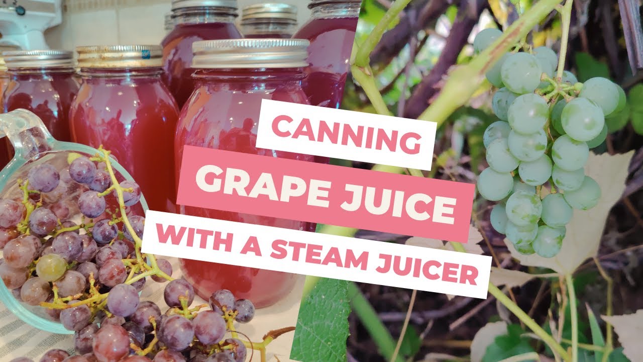 Steam Juicing Grapes - Using a Steam Juicer 