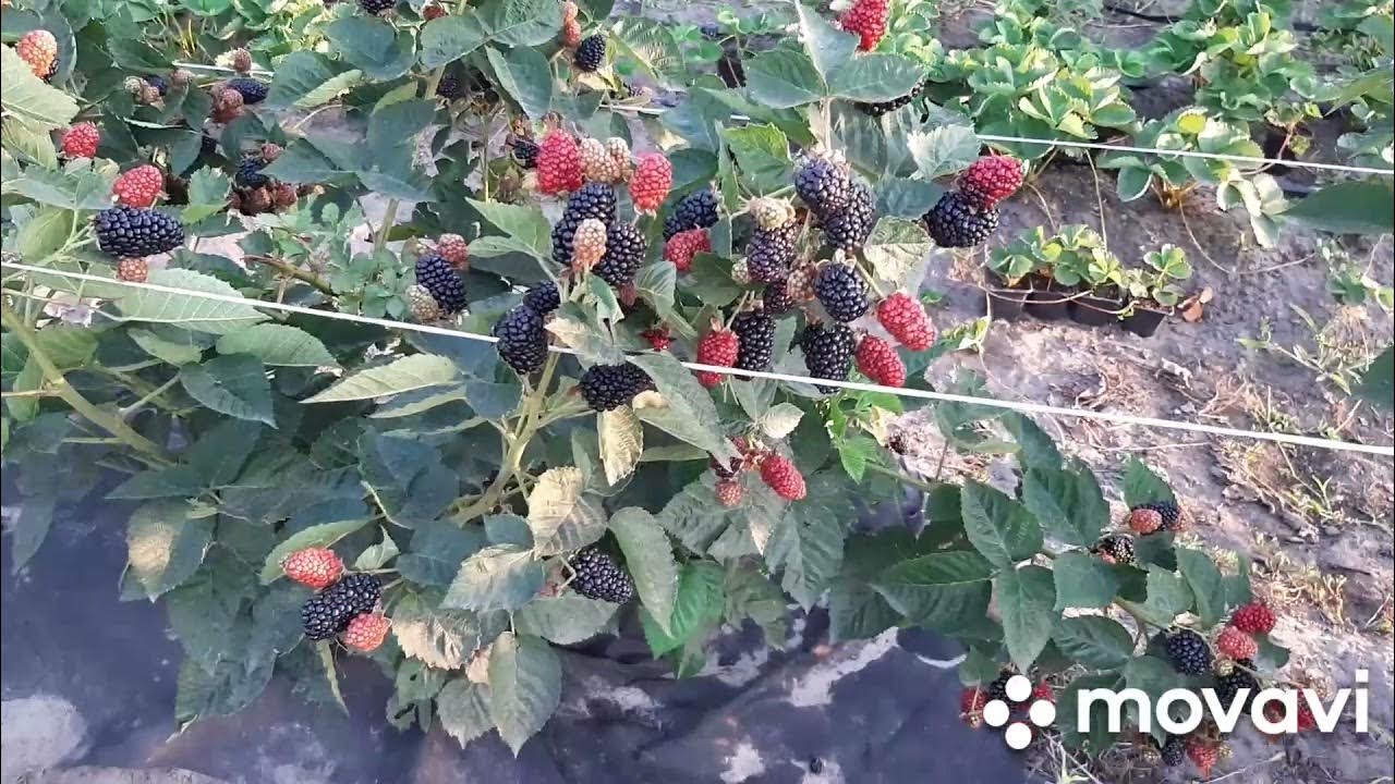 Блэк джем ежевика описание сорта фото отзывы 08.08.2021 Плодоношение ежевики Блэк Джем на молодых побегах - YouTube