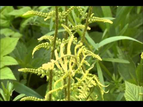 Video: Fern (rostlina) - Užitečné Vlastnosti A Použití Kapradiny. Krytá Kapradina, Thajská, Mužská, Indická