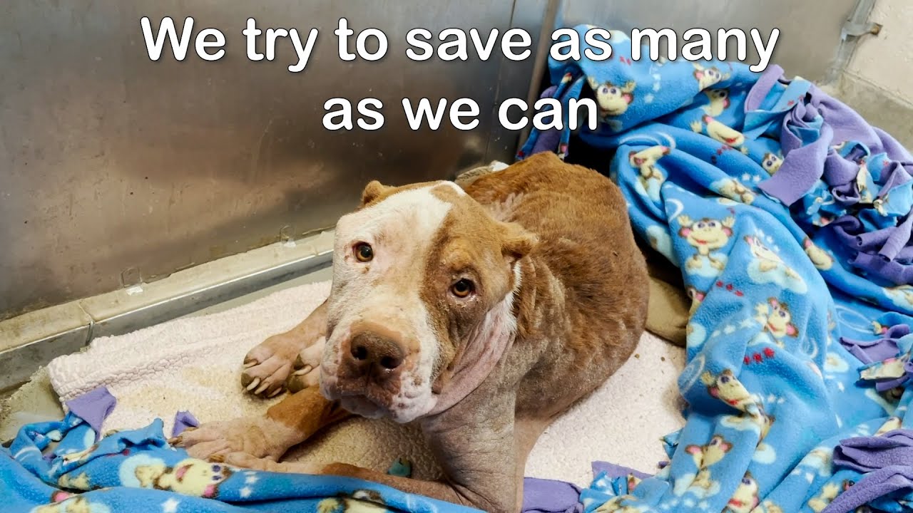 Our animals need a helping paw - YouTube