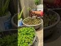 Utilize leftlover vegetables to make compost for plant optimal growth #tomato #garden #shorts