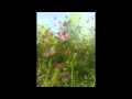僕の贈り物 Blowin in the wind