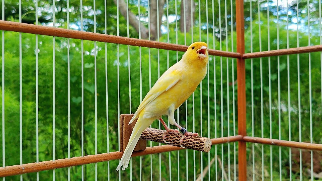 🎶 Amazing Yellow Canary Singing | Perfect Bird Training Song 🐤