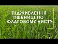 Підживлення пшениці по флаговому листу карбомідом і сульфатом магнію.