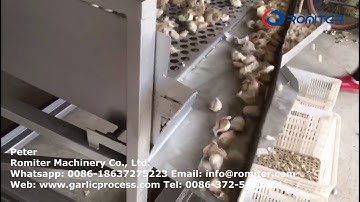 Automatic Garlic Seeds Size Sorting Machine