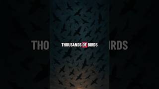 Thousands Of Birds Fell From The Sky And No One Knows Why Real Mystery