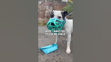 Changing the Story: Why Muzzled Dogs Aren’t Dangerous 💗