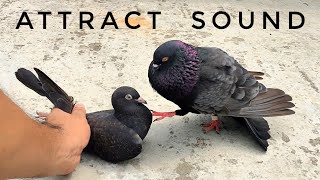 Black Pigeon To Black Pigeon Sound Effect || Pigeon Attract Sound || Black Pigeon