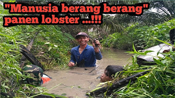 "MANUSIA BERANG BERANG" PANEN LOBSTER ...!!!