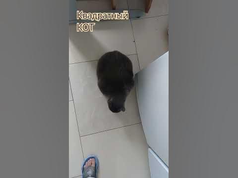 Квадратный КОТ! - YouTube