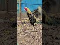 java 👿⚔️sandai seval ❤🔥#seval #sandaikozhi #trending #news #ganasong #rowdy #java #koli #chicken