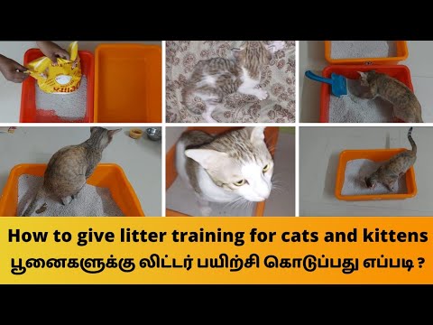 How to give litter training for cats and kittens 😺 பூனைகளுக்கு லிட்டர் பயிற்சி கொடுப்பது எப்படி ?
