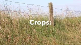 HS 345 group 14- Climate Change Effects on Food Security