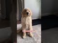 20 days vs one year old golden retriever